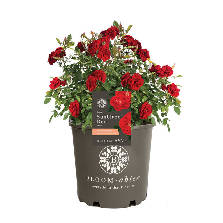 Red Sunblaze® Rose - Tree Form