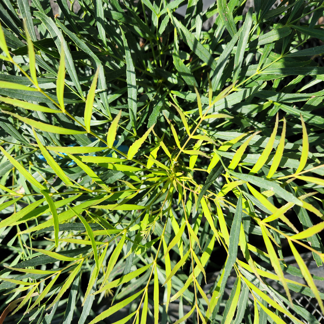 Soft Caress Mahonia