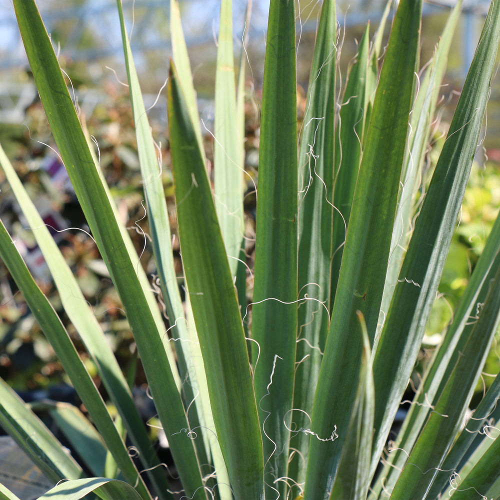 Excalibur Yucca