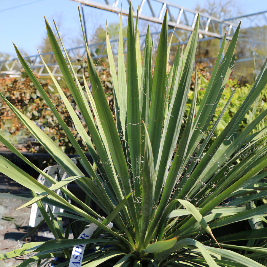 Excalibur Yucca