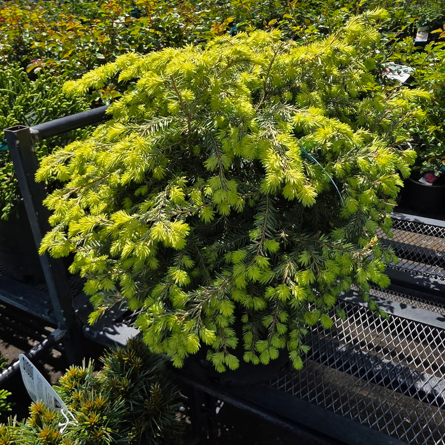 Moon Frost Canadian Hemlock
