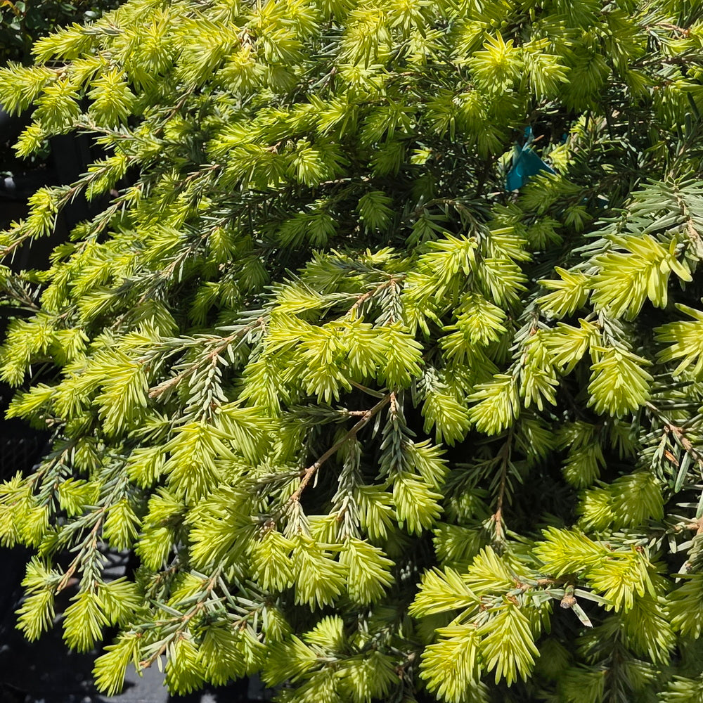Moon Frost Canadian Hemlock