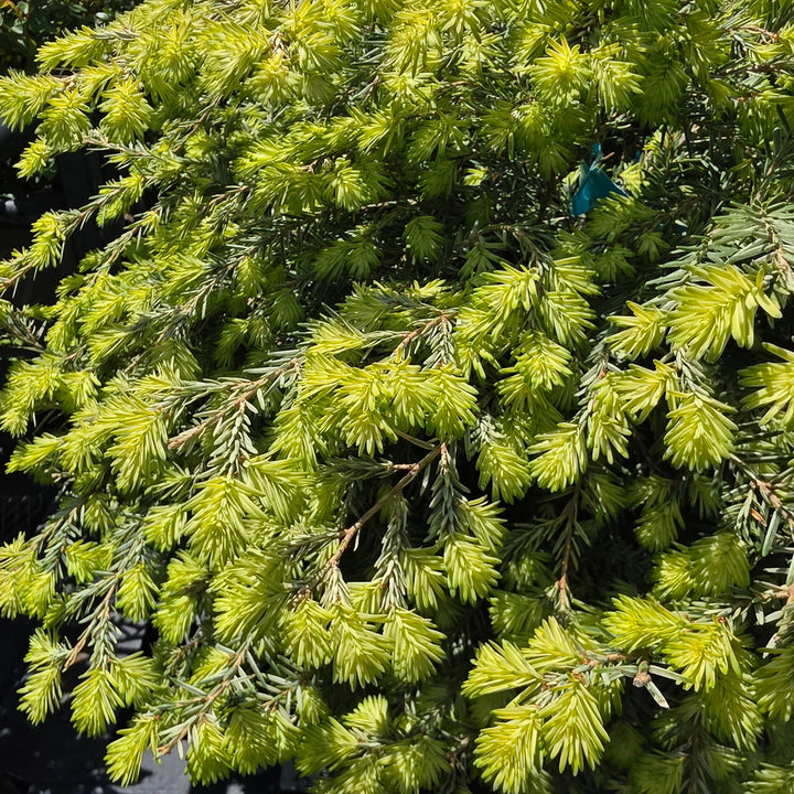 Moon Frost Canadian Hemlock