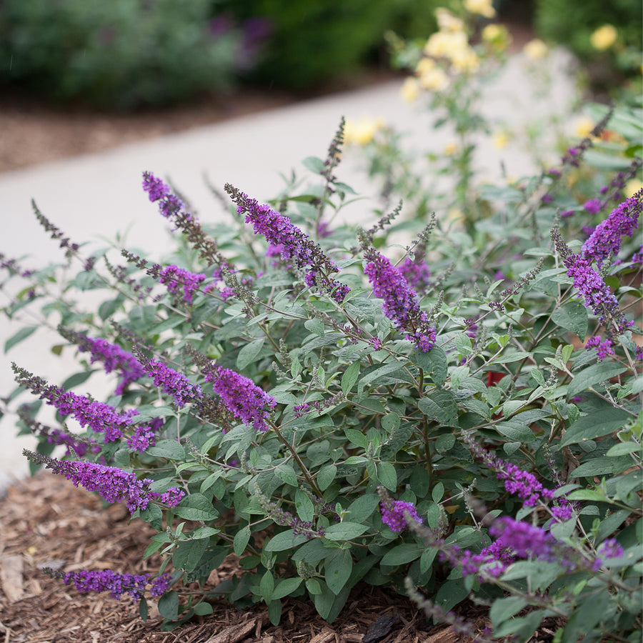 Lo & Behold® Blue Chip Jr. Butterfly Bush