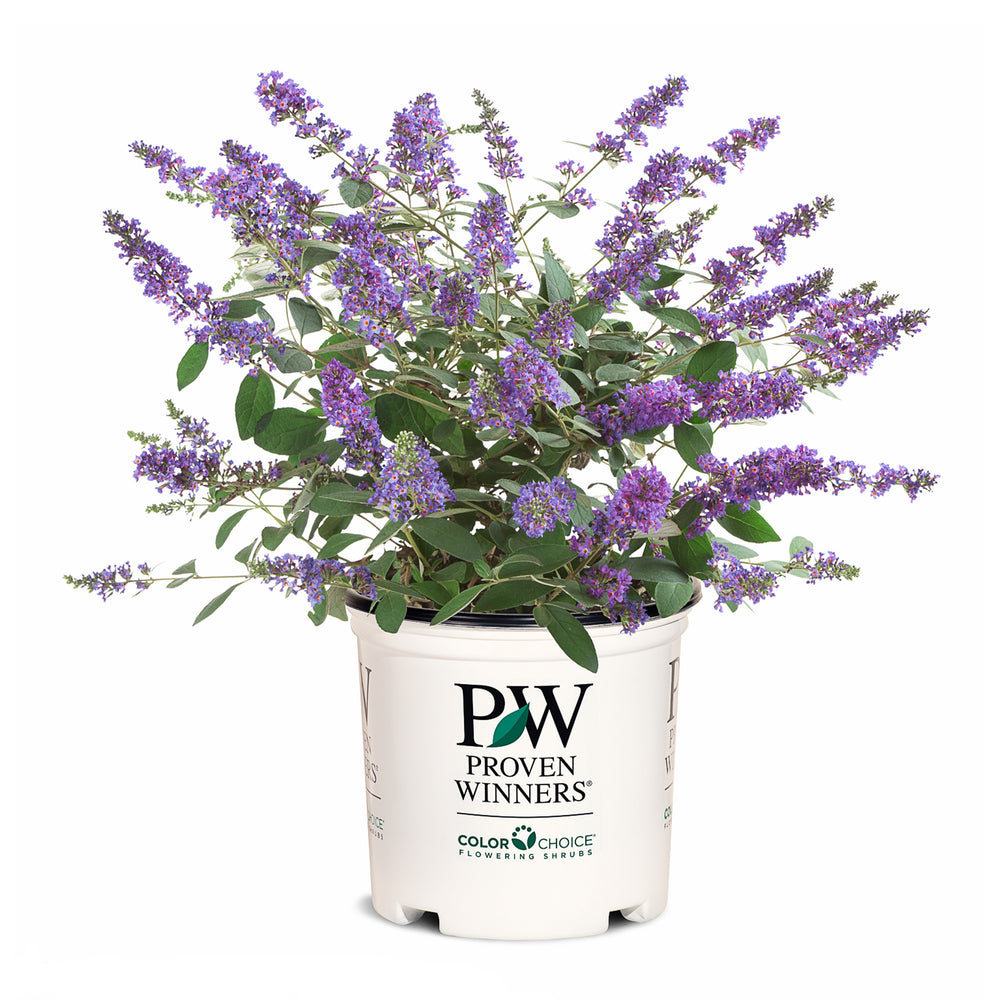 Lo & Behold® Blue Chip Jr. Butterfly Bush