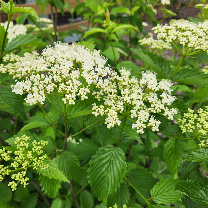 Blue Muffin® Arrowwood Viburnum