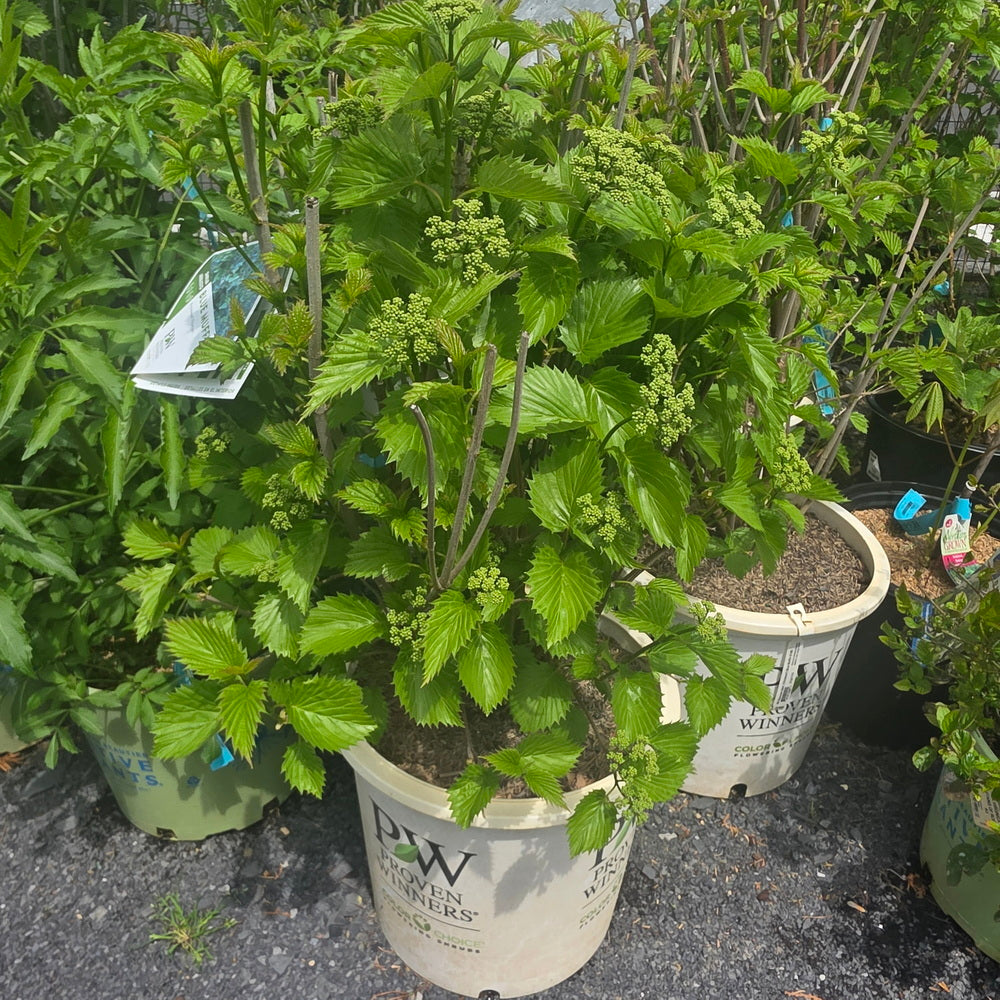 Blue Muffin® Arrowwood Viburnum