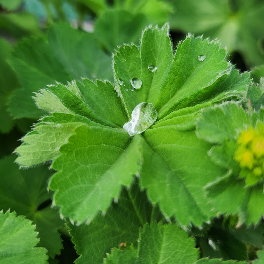 Lady's Mantle
