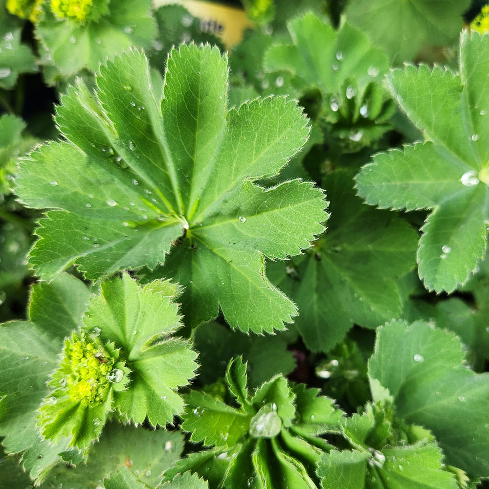 Lady's Mantle