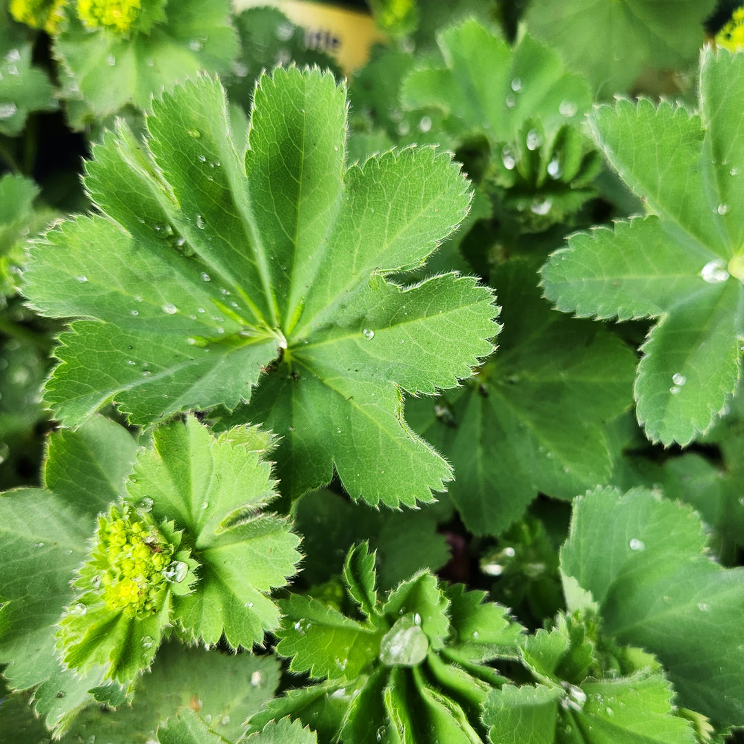 Lady's Mantle