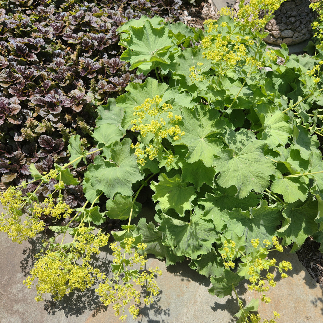 Lady's Mantle