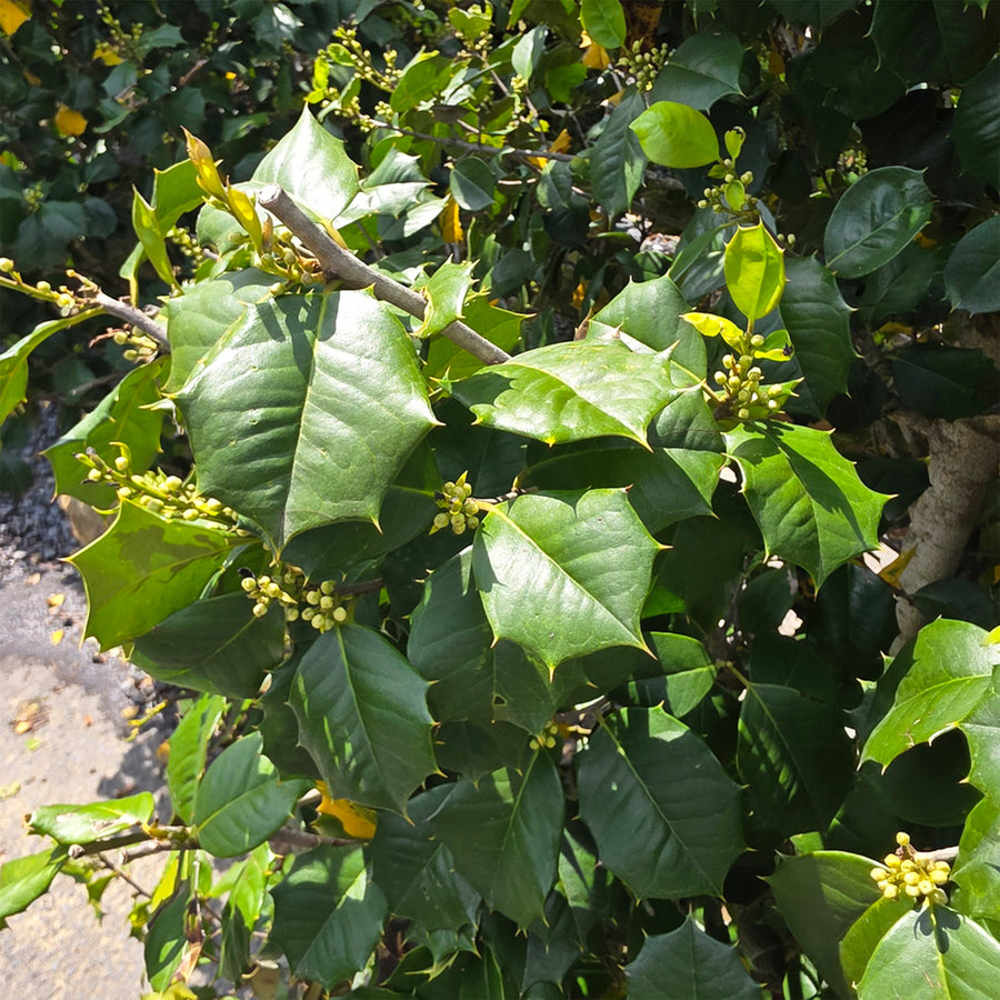 Satyr Hill American Holly