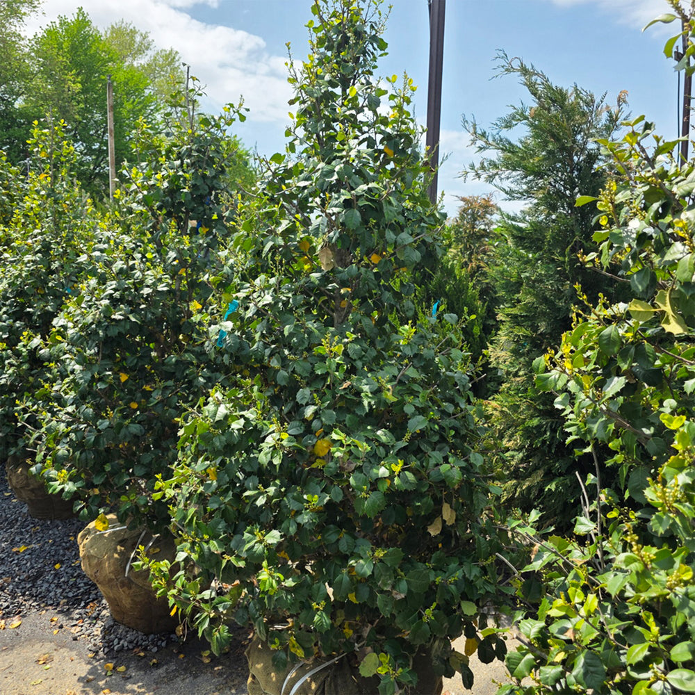 Satyr Hill American Holly