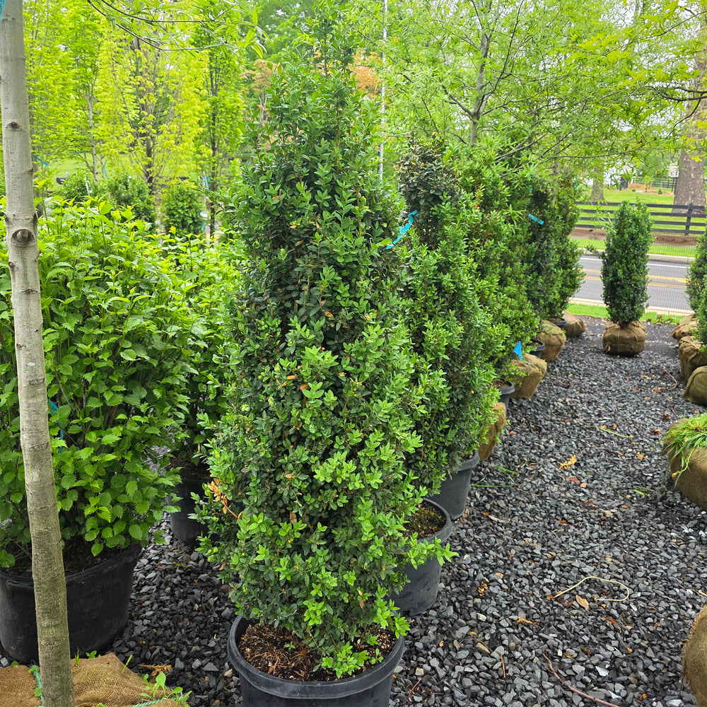 Dee Runk Boxwood