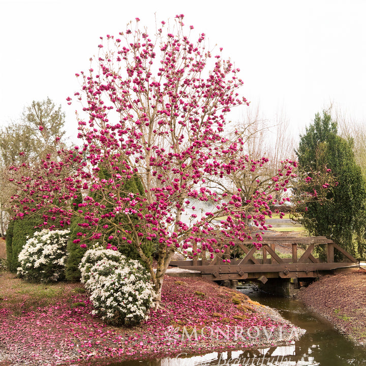 Black Tulip® Magnolia