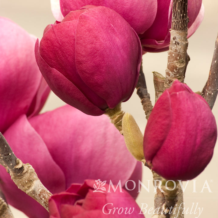 Black Tulip® Magnolia