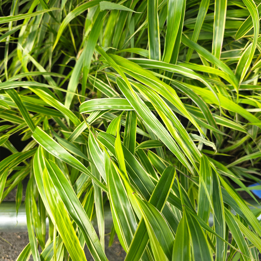 Beni-Kaze Japanese Forest Grass