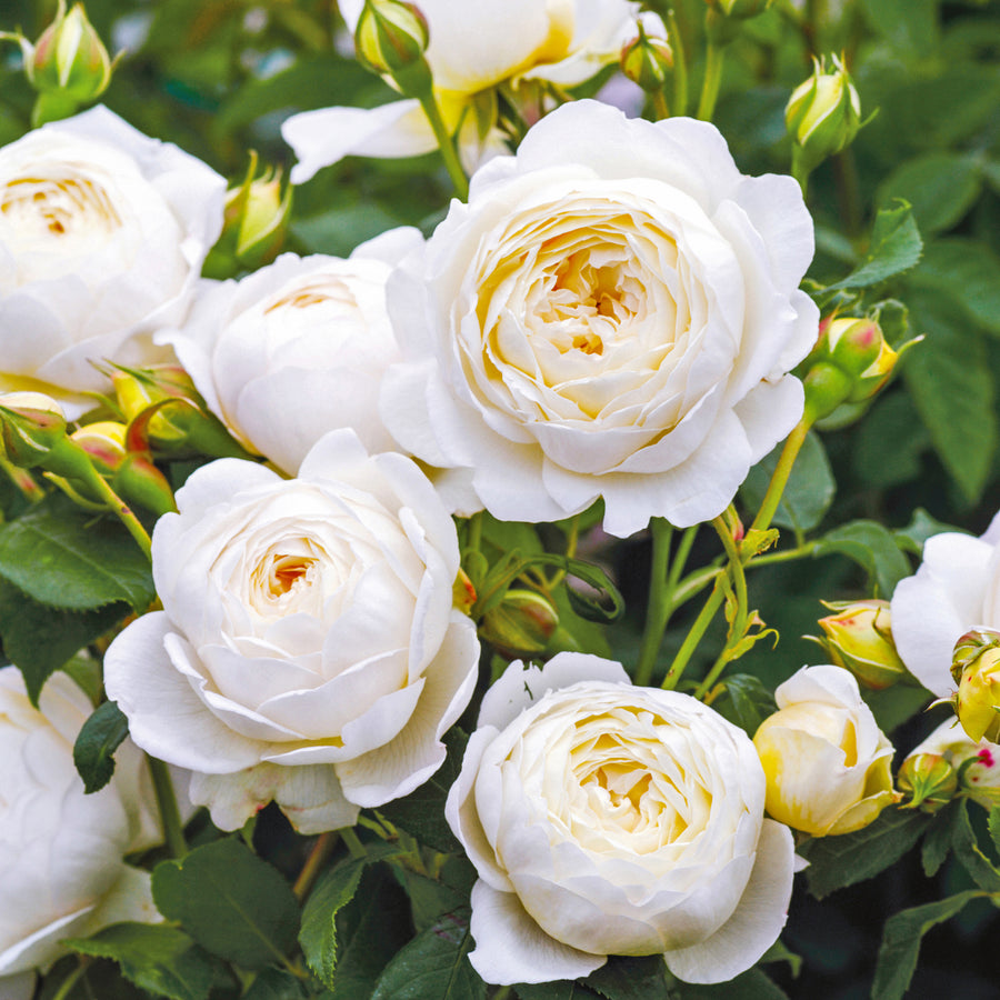 David Austin Claire Austin® Climbing Rose