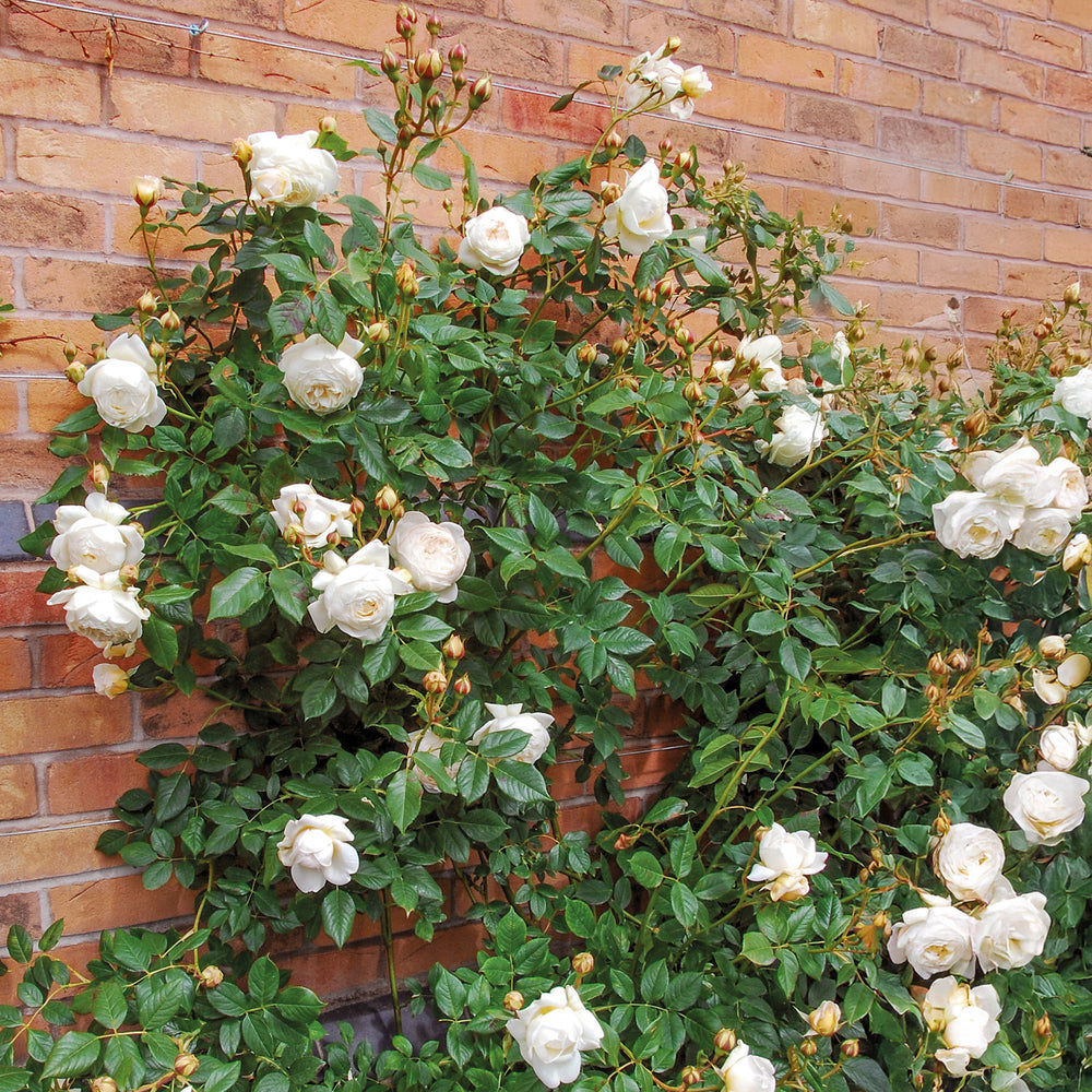 David Austin Claire Austin® Climbing Rose