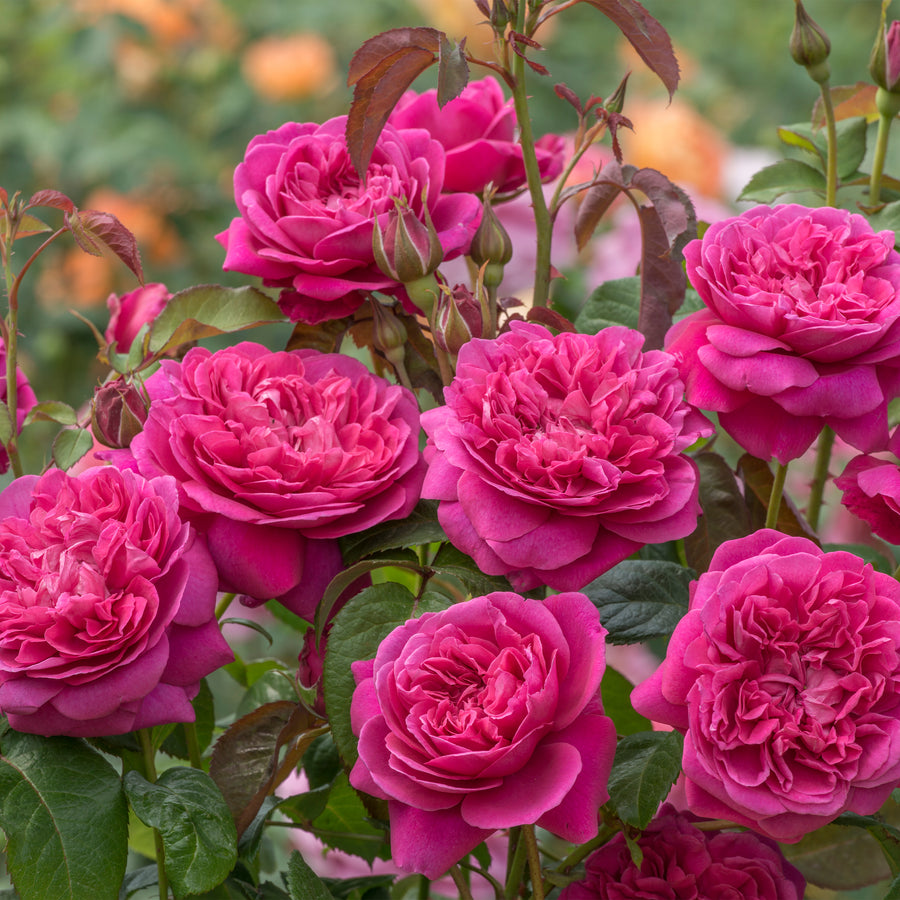David Austin James L. Austin® Rose