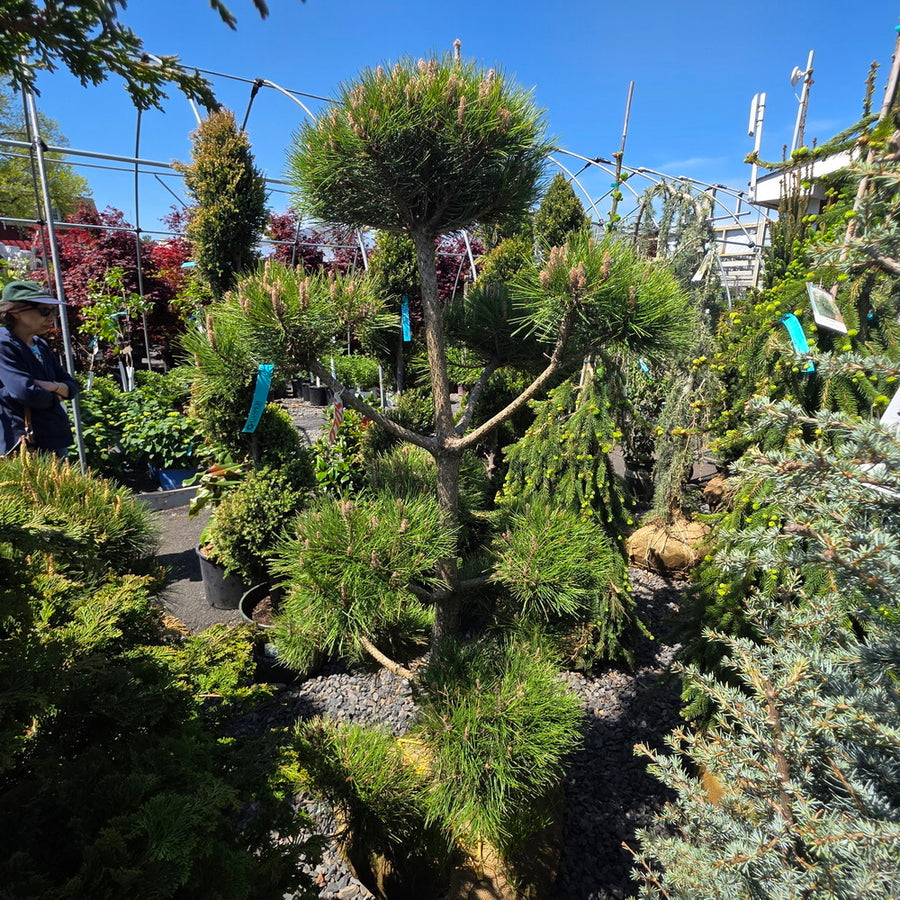 Scotch Pine - Pom Pom