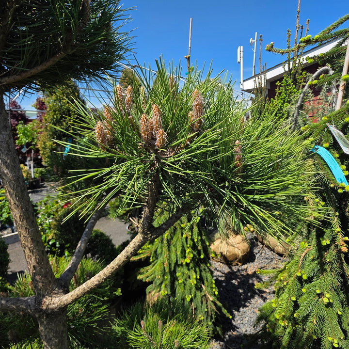 Scotch Pine - Pom Pom