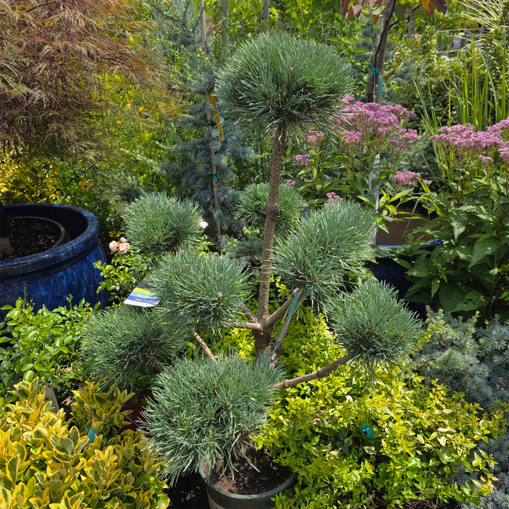 Scotch Pine - Pom Pom
