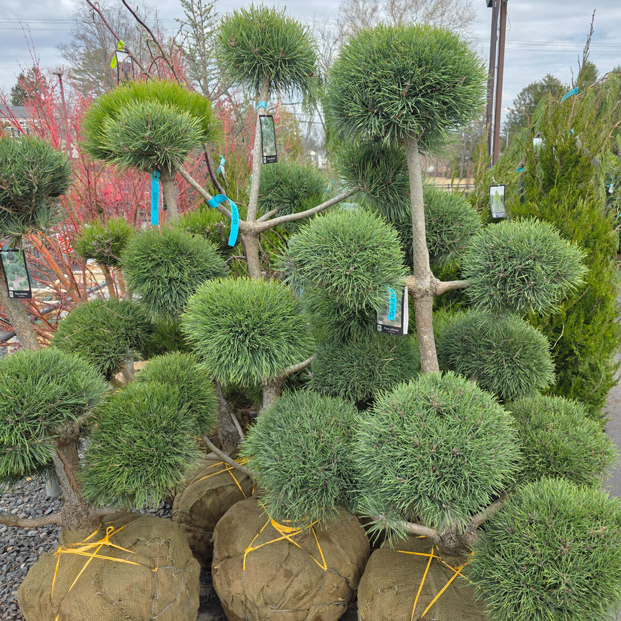 Scotch Pine - Pom Pom