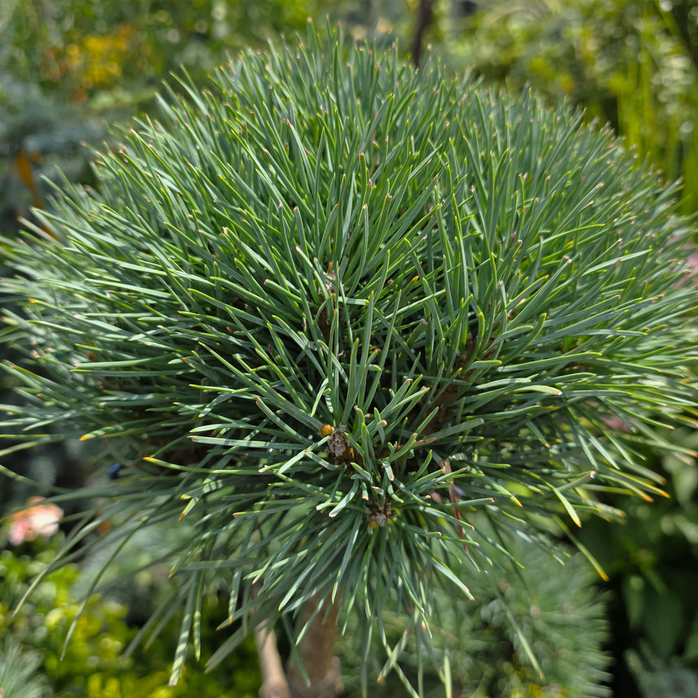 Scotch Pine - Pom Pom