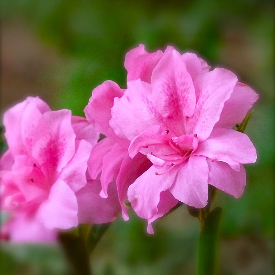 Autumn Empress™ Encore Azalea