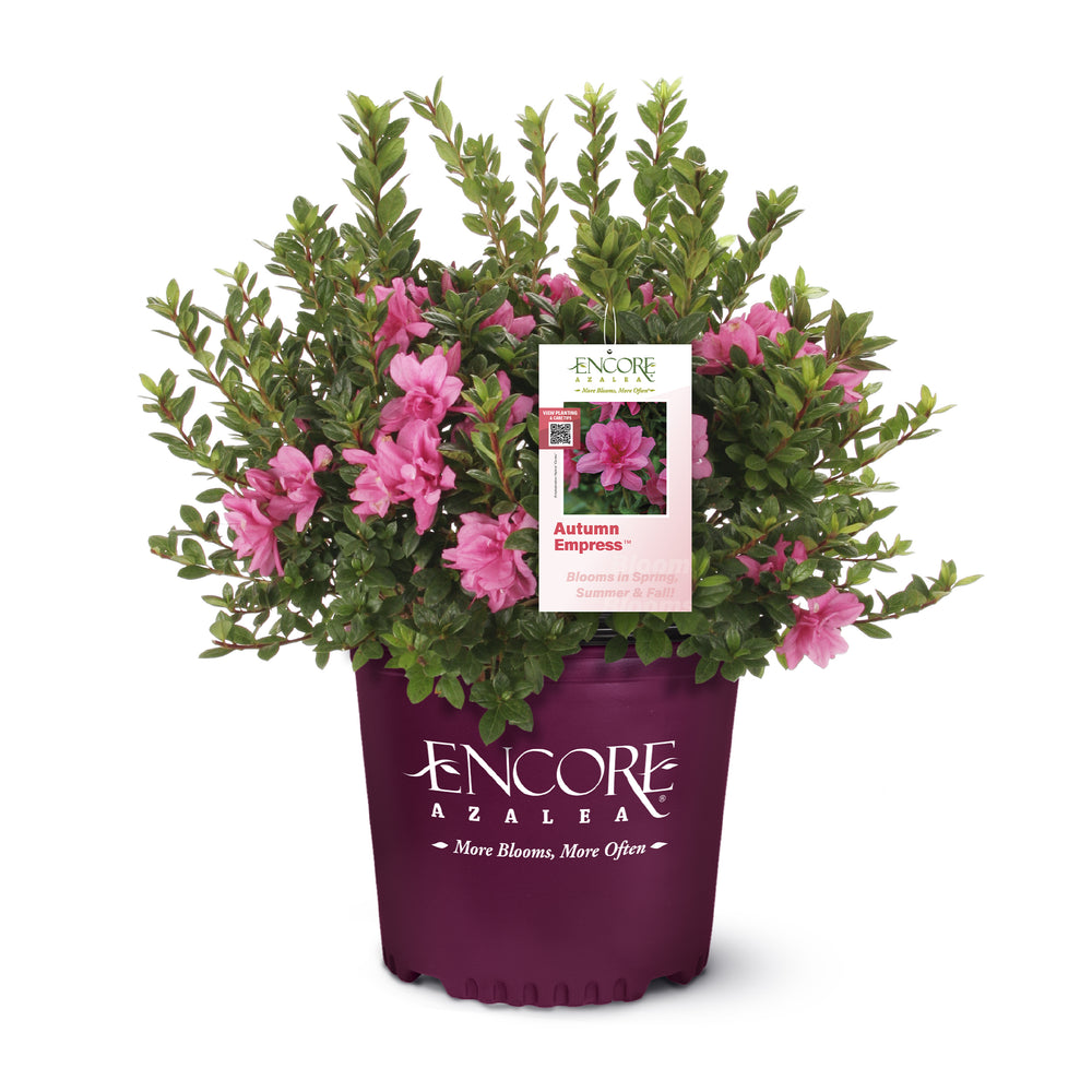 Autumn Empress™ Encore Azalea