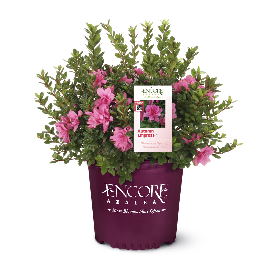 Autumn Empress™ Encore Azalea