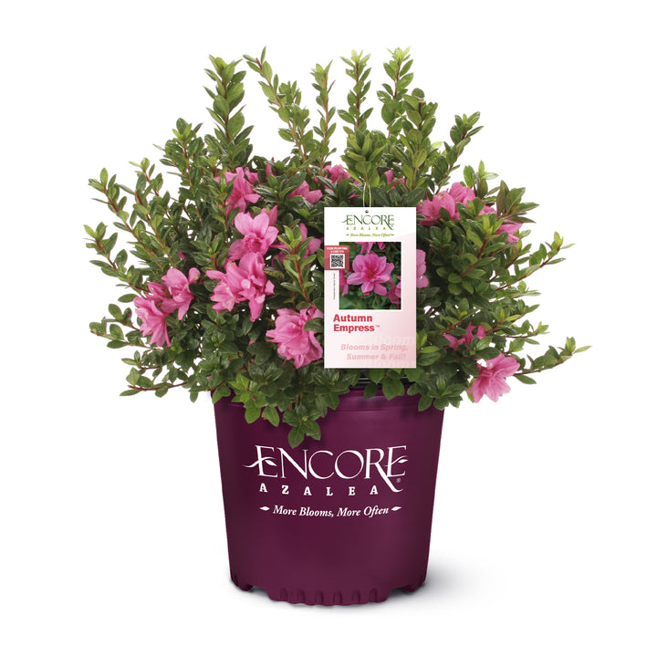 Autumn Empress™ Encore Azalea