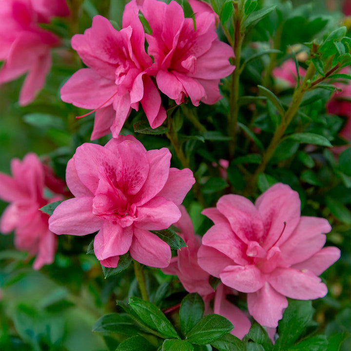 Autumn Empress™ Encore Azalea