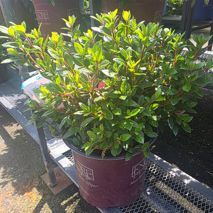 Autumn Empress™ Encore Azalea