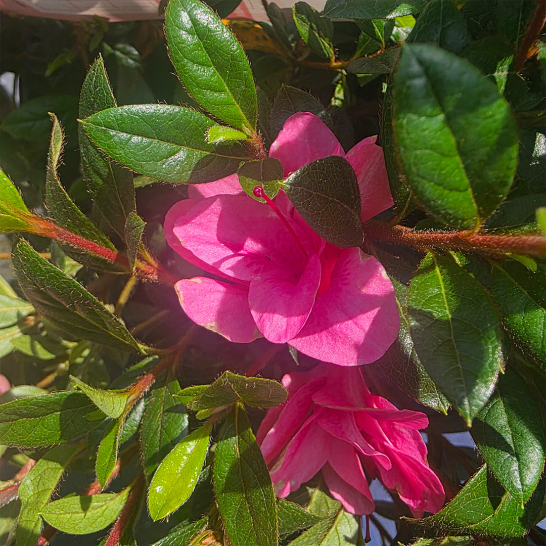 Autumn Empress™ Encore Azalea