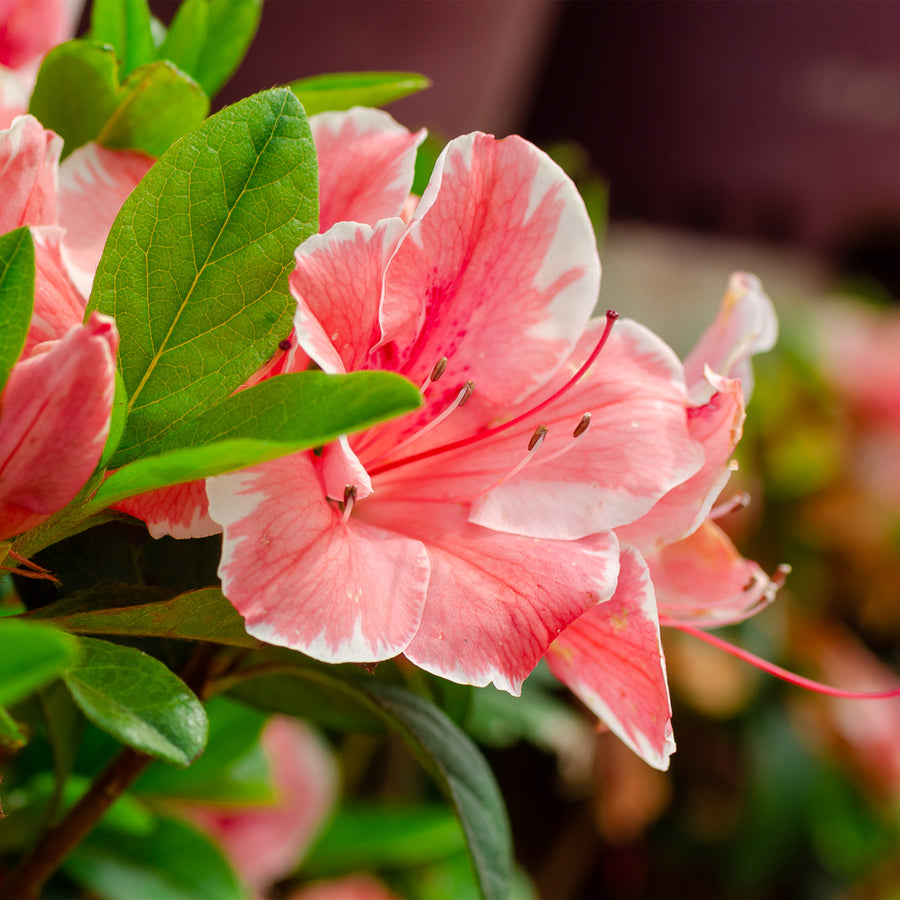 Autumn Sunburst® Encore Azalea