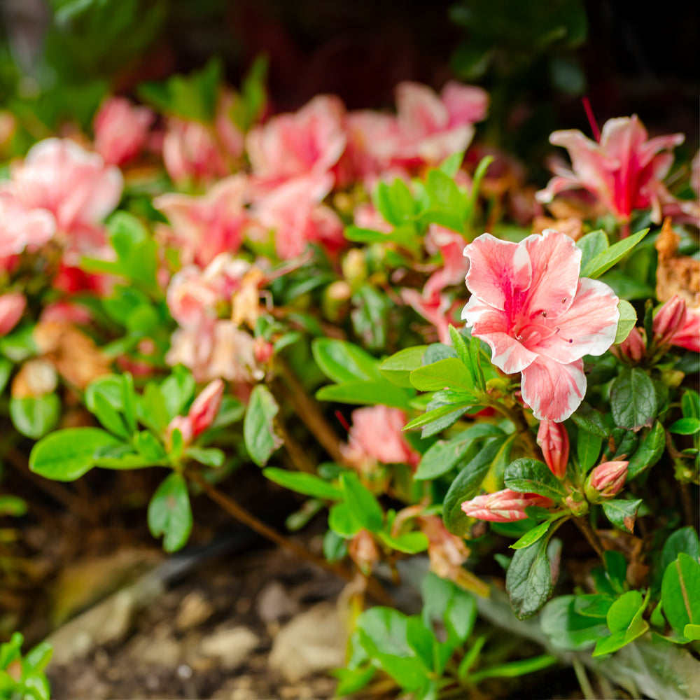 Autumn Sunburst® Encore Azalea