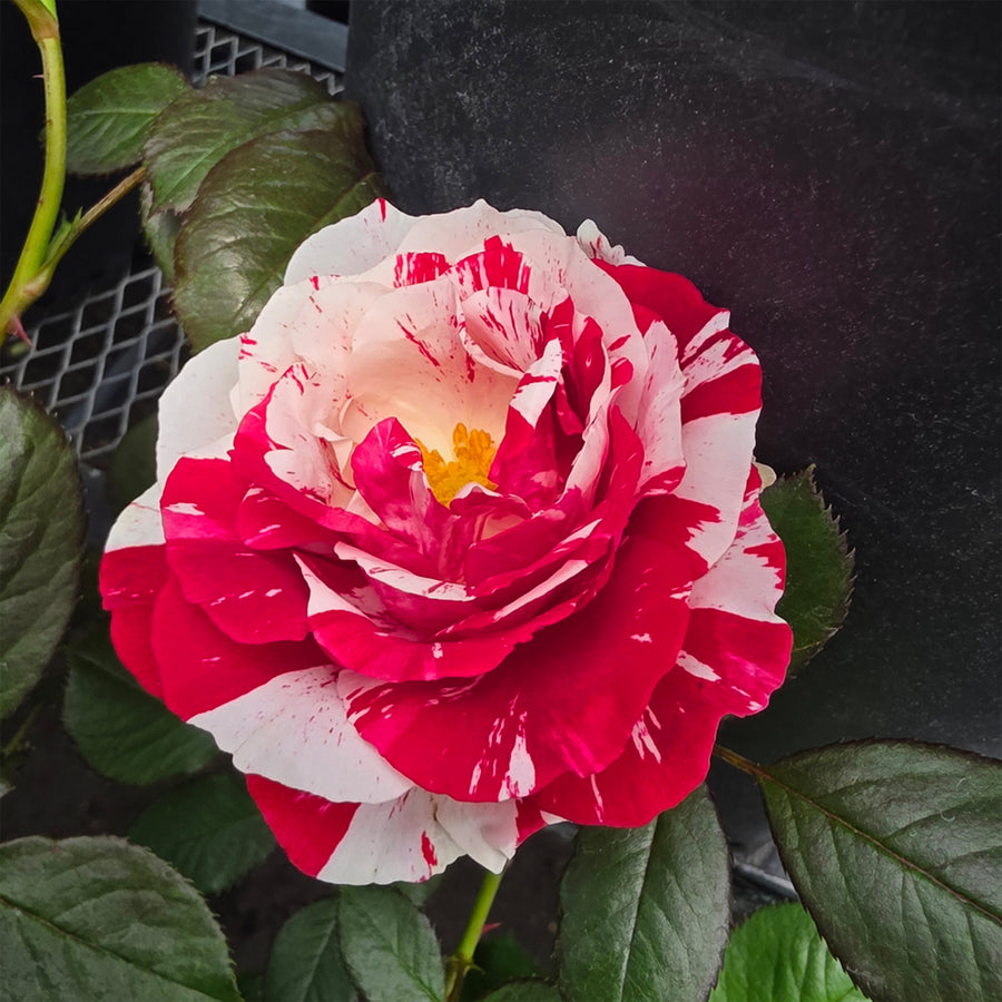 Scentimental™ Rose