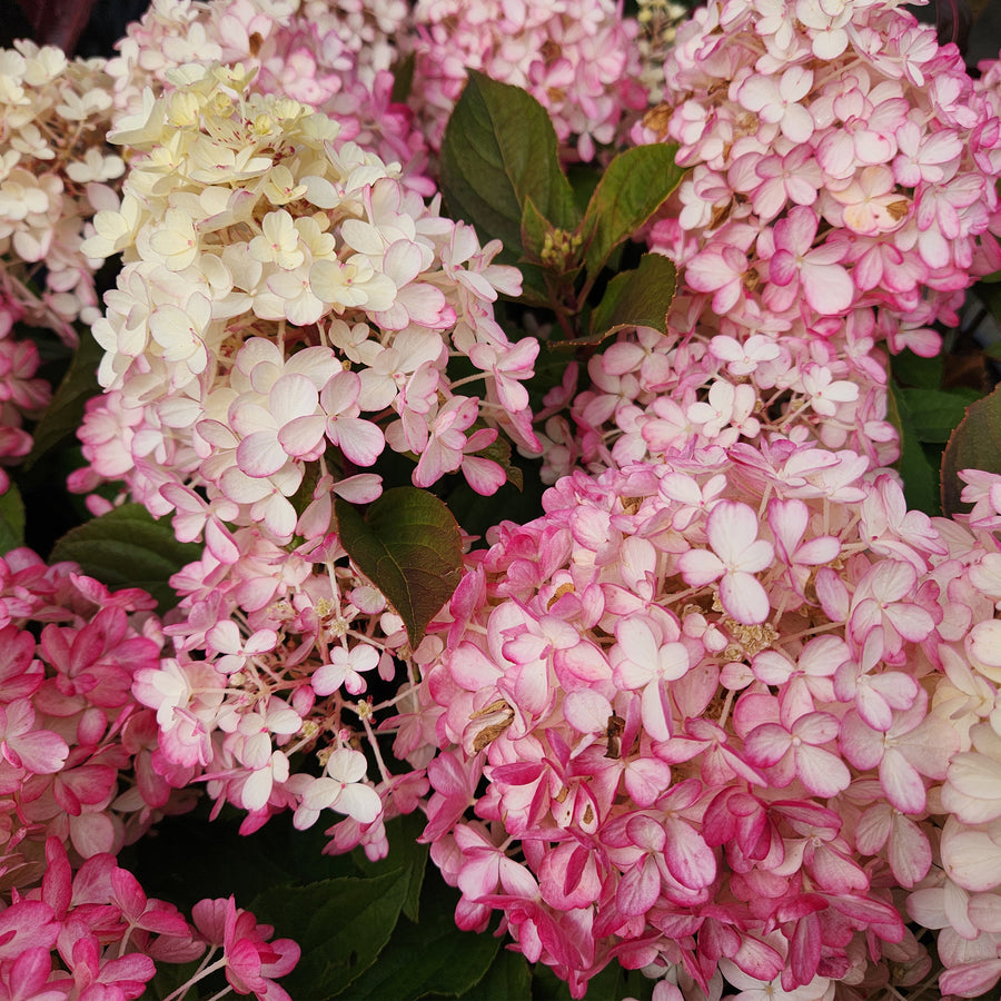 Fire Light® Panicle Hydrangea