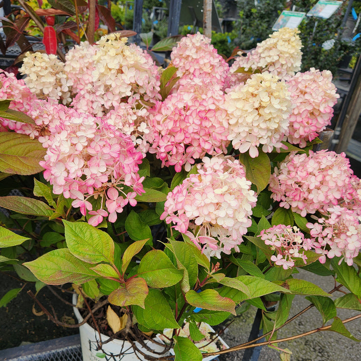 Fire Light® Panicle Hydrangea
