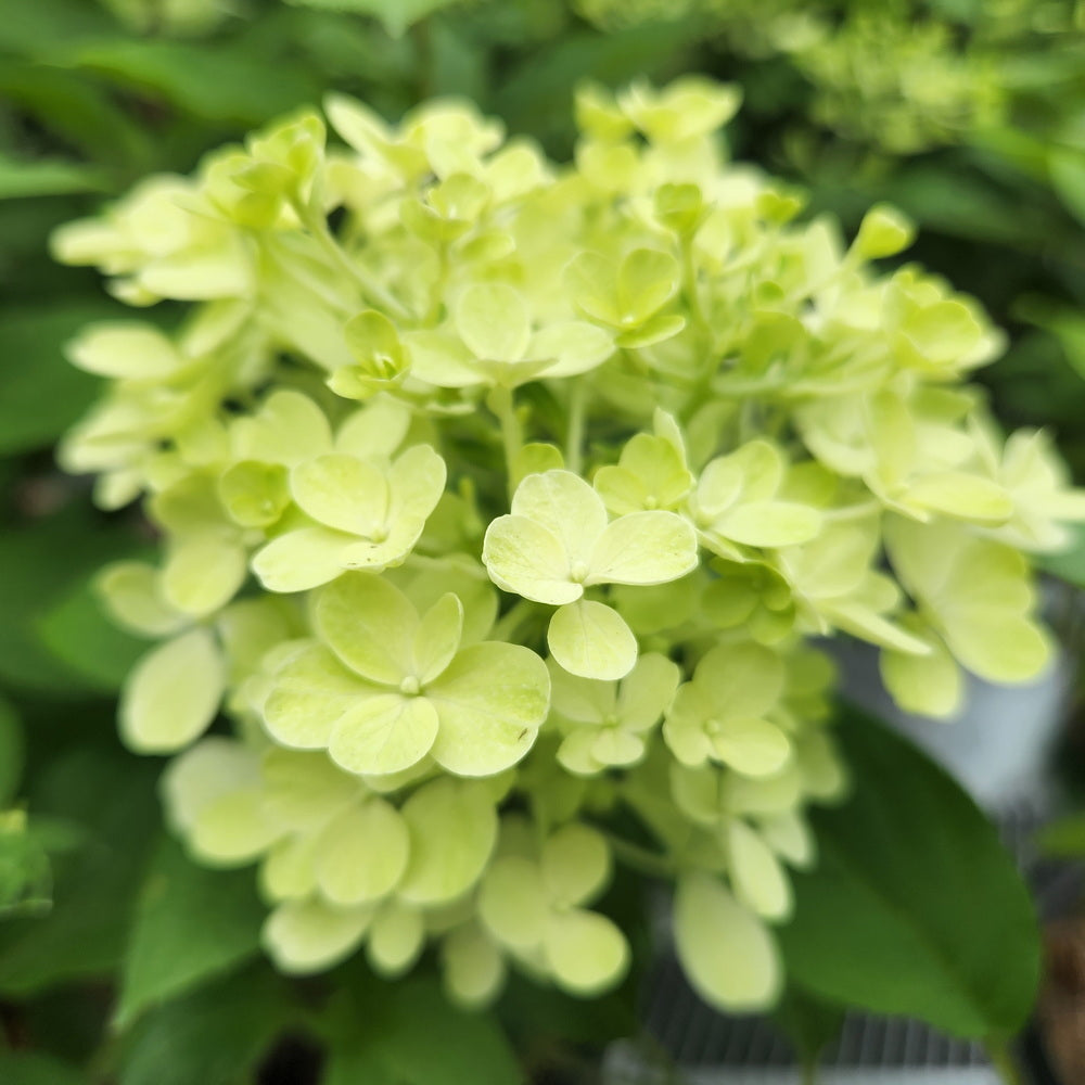 Fire Light® Panicle Hydrangea