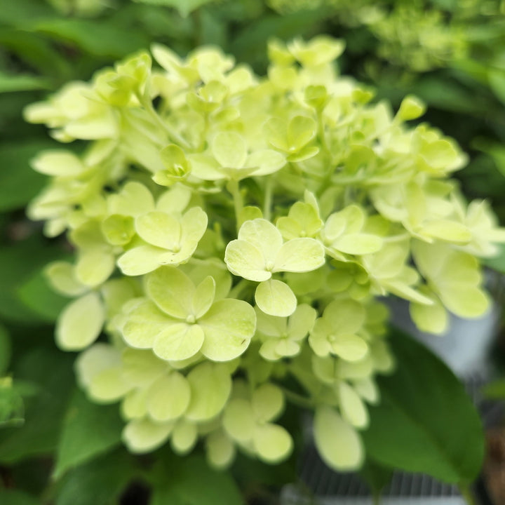 Fire Light® Panicle Hydrangea