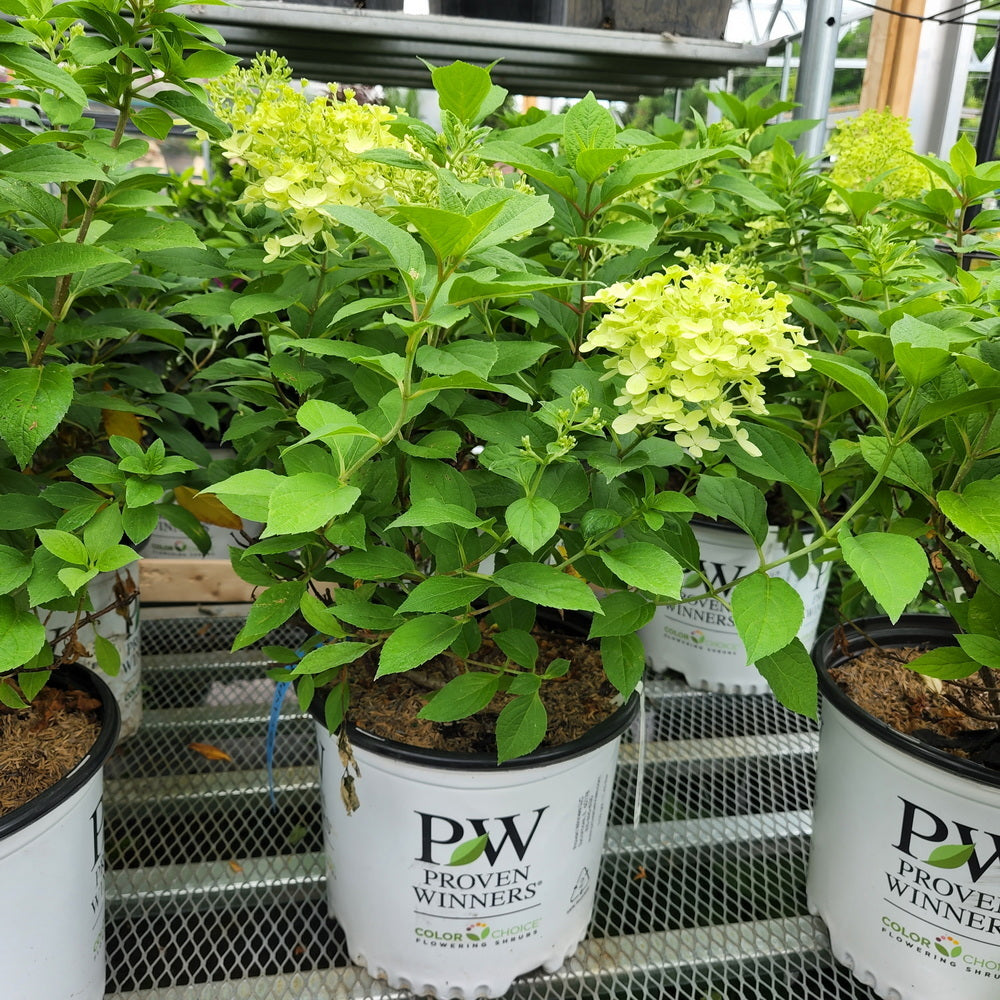 Fire Light® Panicle Hydrangea