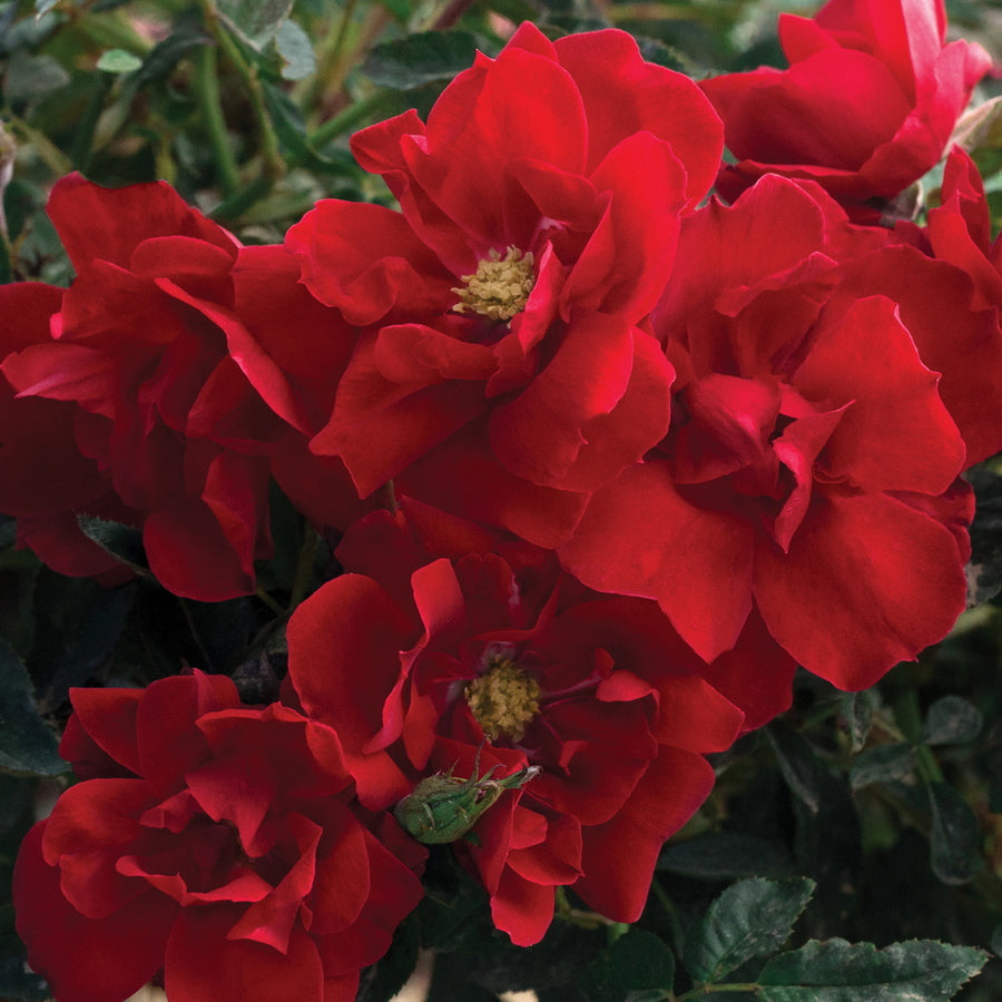 Brick House® Rose
