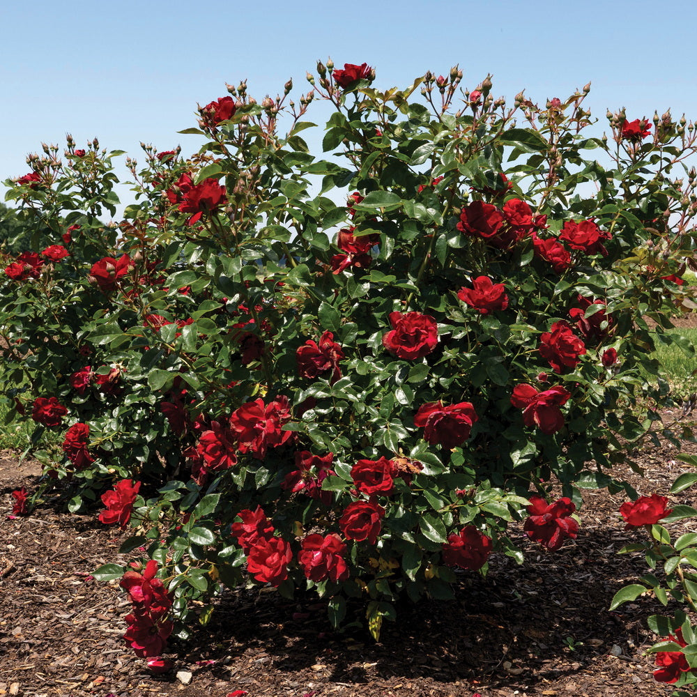 Brick House® Rose