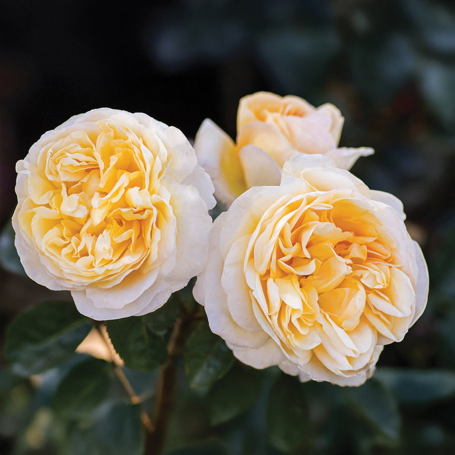 Romantica® Moonlight Rose