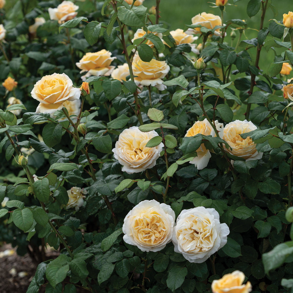 Romantica® Moonlight Rose