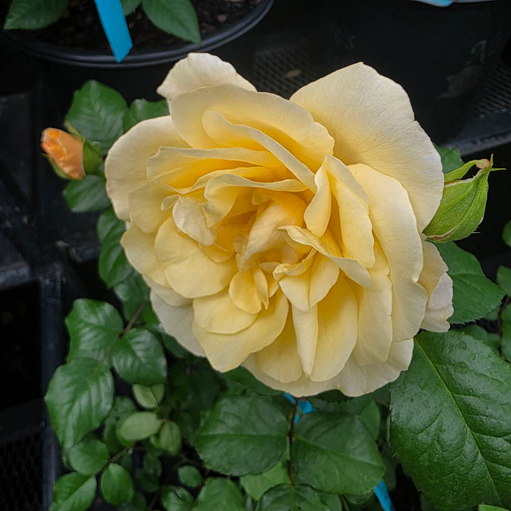 Romantica® Moonlight Rose