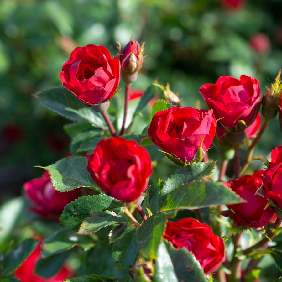 Petite Red Knock Out Rose®